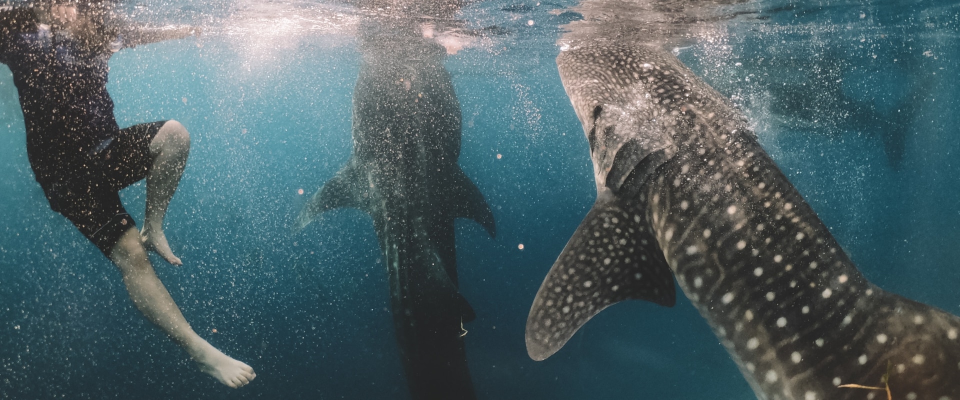 Diving With Whale Shark Thailand 2