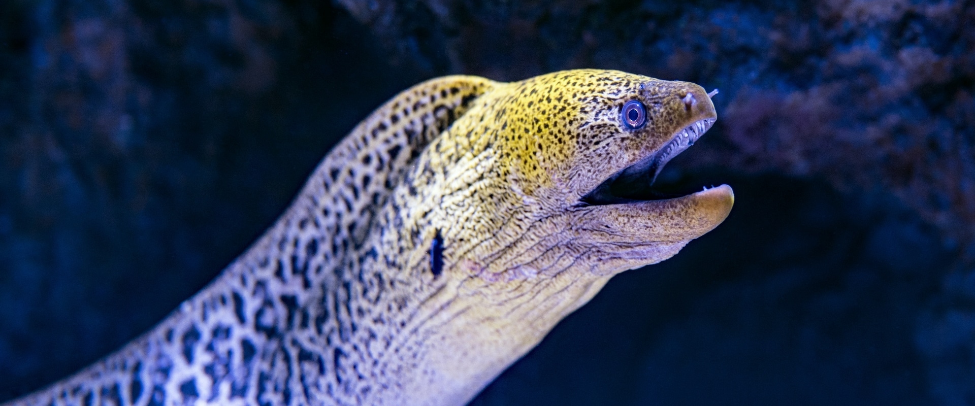 Moray