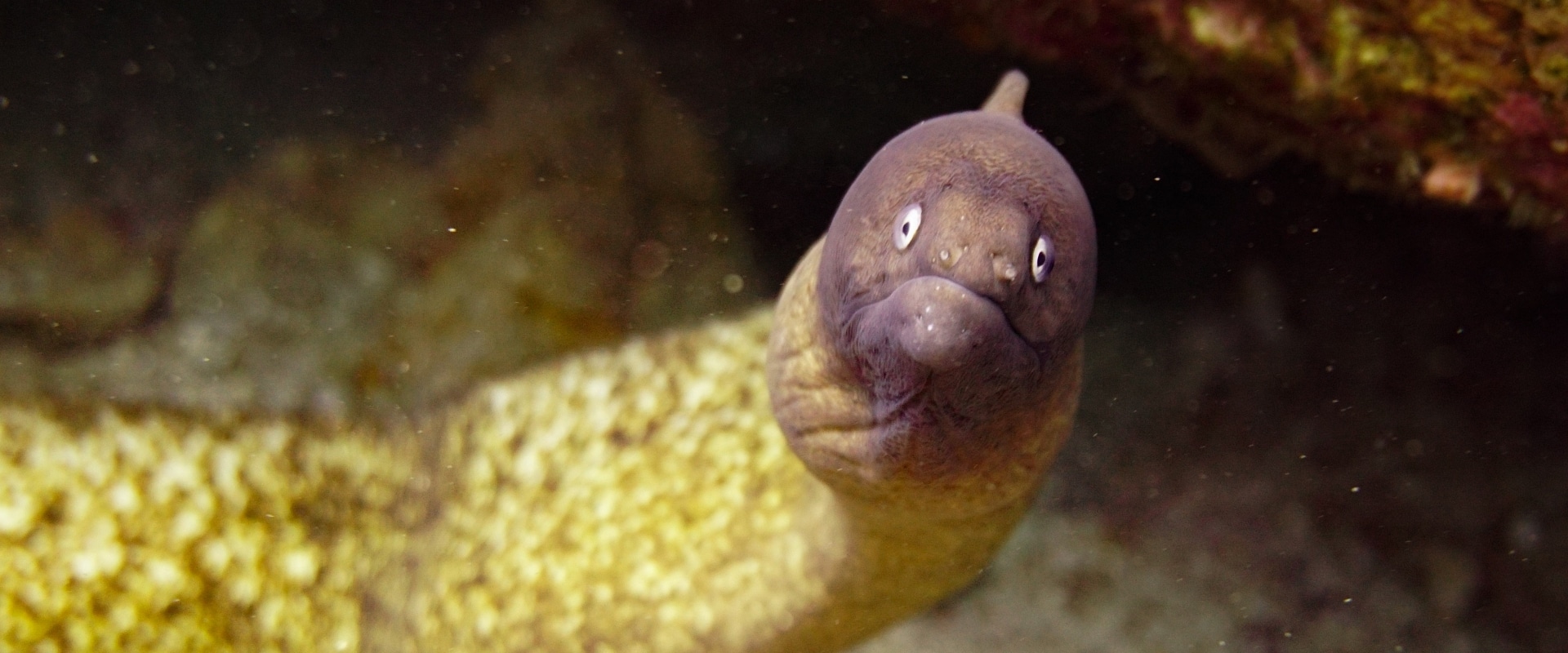 Moray Eel